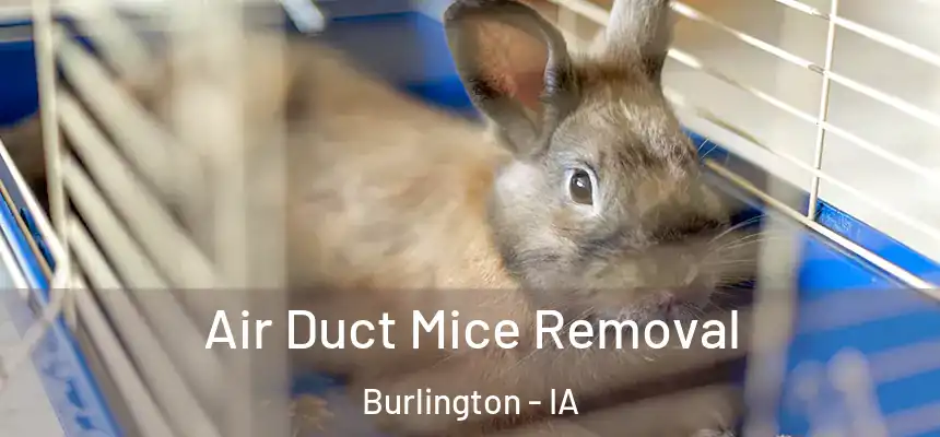  Air Duct Mice Removal Burlington - IA